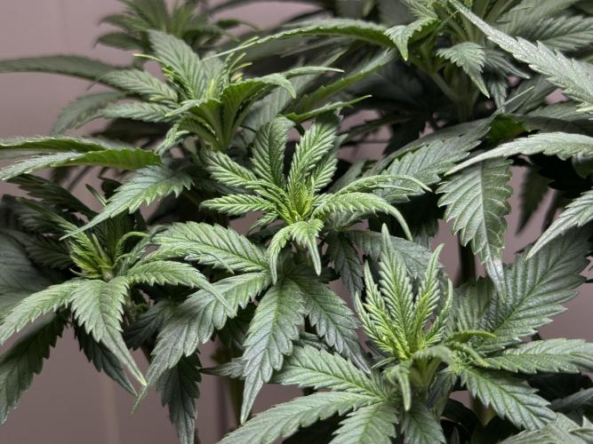 Chocolate Rainbow XXL  fem. Week 6 - Day 46 Veg Week 6/7