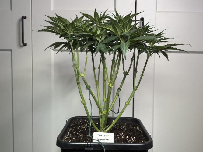Chocolate Rainbow XXL  fem. Week 6 - Day 46 Veg Week 6/7