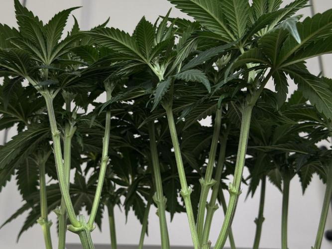Chocolate Rainbow XXL  fem. Week 6 - Day 46 Veg Week 6/7