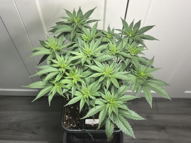 Chocolate Rainbow XXL  fem. Week 6 - Day 46 Veg Week 6/7
