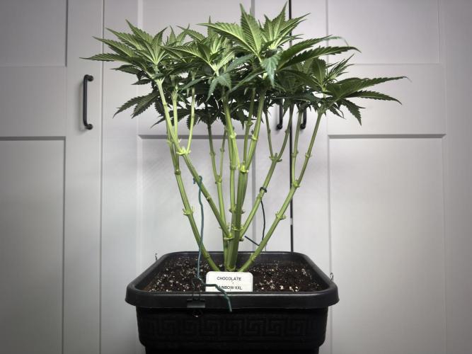 Chocolate Rainbow XXL  fem. Week 6 - Day 46 Veg Week 6/7