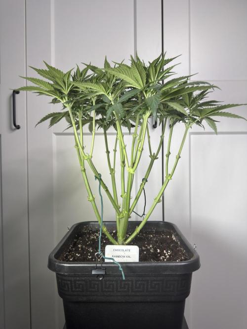 Chocolate Rainbow XXL  fem. Week 6 - Day 46 Veg Week 6/7