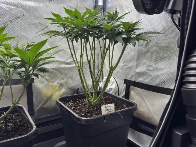 Chocolate Rainbow XXL  fem. Week 6 - Day 46 Veg Week 6/7