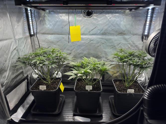 Chocolate Rainbow XXL  fem. Week 6 - Garlic Gas #3 / Garlic Gas #2 / Choco Rainbow XXL - Day 46 Veg Week 6/7