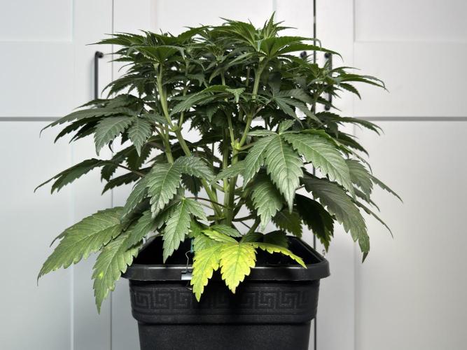 Chocolate Rainbow XXL  fem. Week 6 - Before Lollipop - Day 44 Veg Week 6/7
