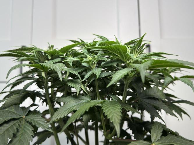 Chocolate Rainbow XXL  fem. Week 6 - Before Lollipop - Day 44 Veg Week 6/7