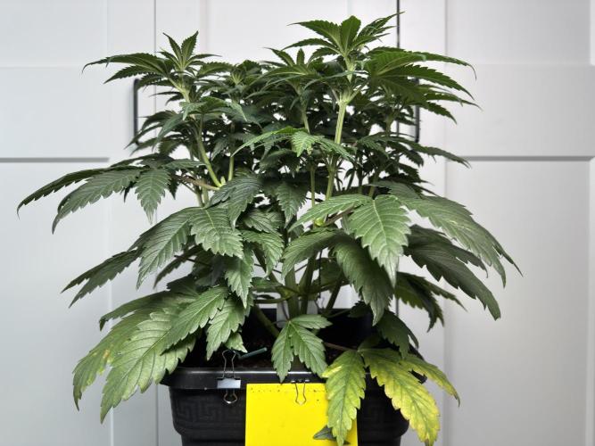 Chocolate Rainbow XXL  fem. Week 6 - Before Lollipop - Day 44 Veg Week 6/7