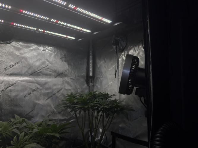 Chocolate Rainbow XXL  fem. Week 6 - Day 46 Veg Week 6/7