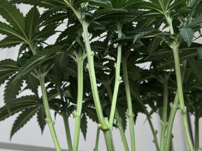 Chocolate Rainbow XXL  fem. Week 6 - Day 46 Veg Week 6/7