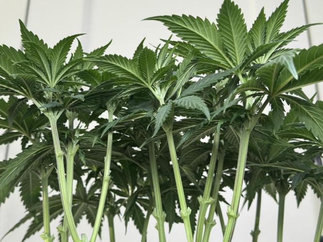 Chocolate Rainbow XXL  fem. Week 6 - Day 46 Veg Week 6/7