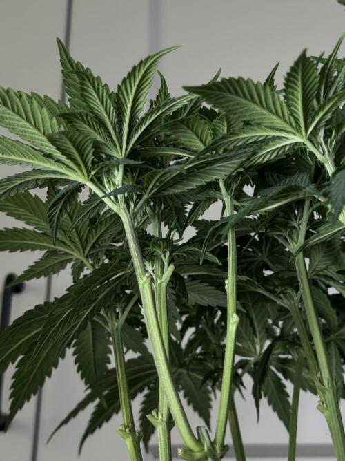 Chocolate Rainbow XXL  fem. Week 6 - Day 46 Veg Week 6/7