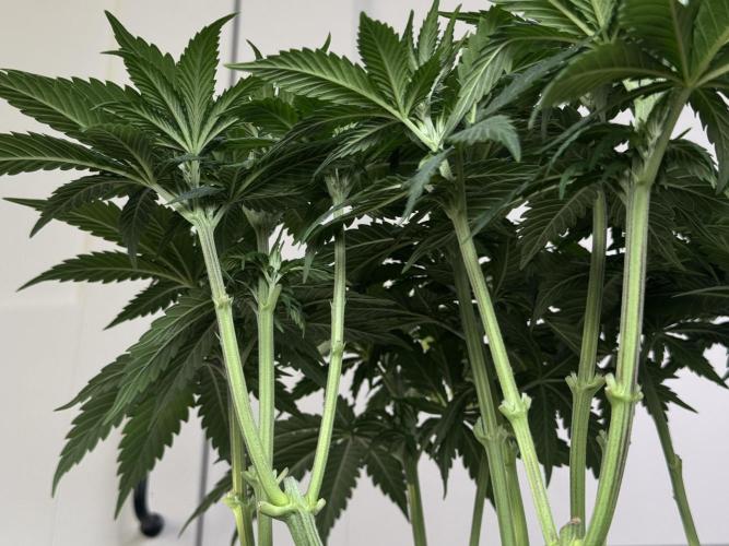 Chocolate Rainbow XXL  fem. Week 6 - Day 46 Veg Week 6/7