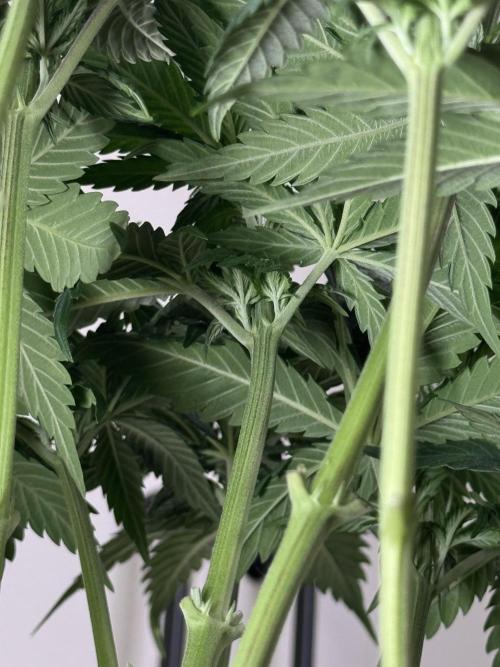 Chocolate Rainbow XXL  fem. Week 6 - Day 46 Veg Week 6/7