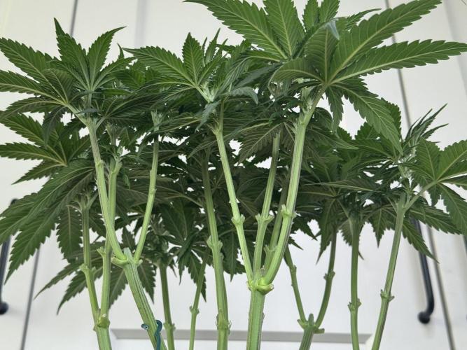 Chocolate Rainbow XXL  fem. Week 6