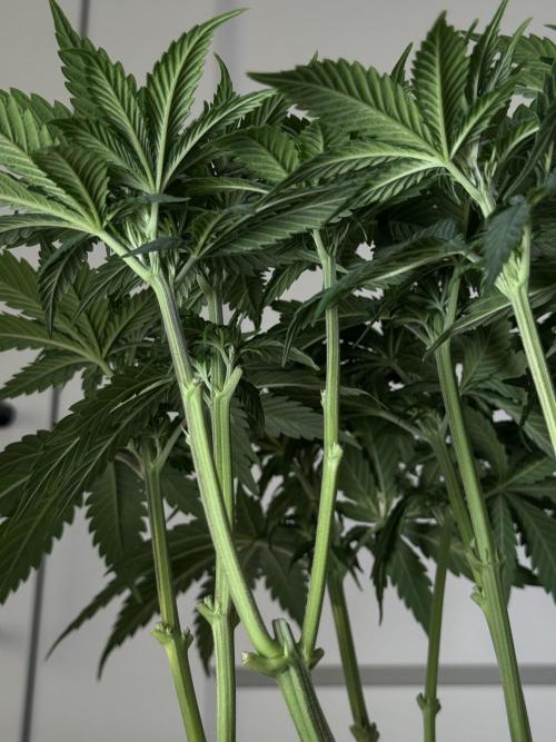 Chocolate Rainbow XXL  fem. Week 6