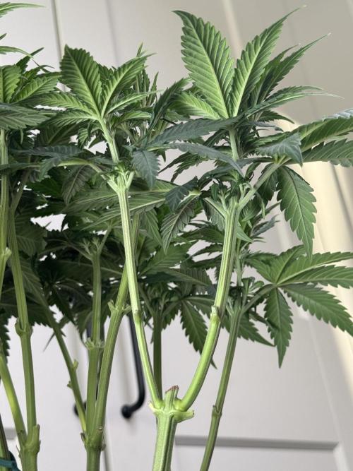 Chocolate Rainbow XXL  fem. Week 6 - Day 46 Veg Week 6/7