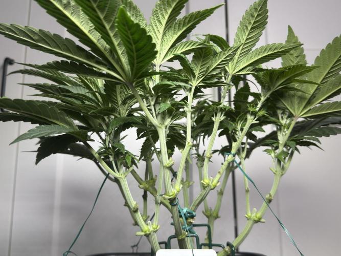 Garlic Gas ⛽️ fem - Sensi Seeds. Week 6 - GG #2 - Day 46 Veg Week 6/7