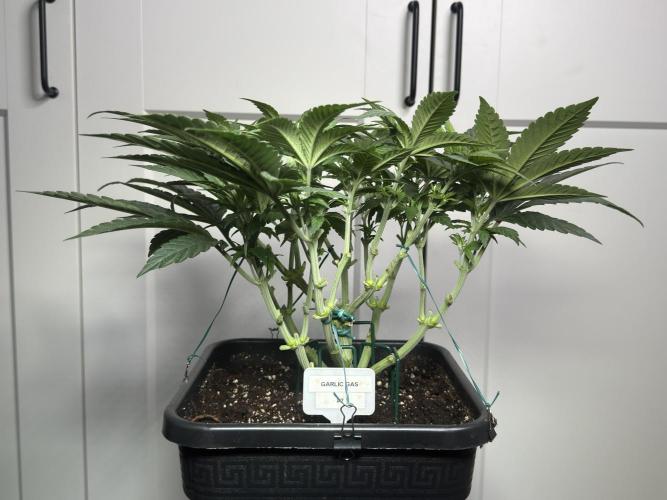 Garlic Gas ⛽️ fem - Sensi Seeds. Week 6 - GG #2 - Day 46 Veg Week 6/7