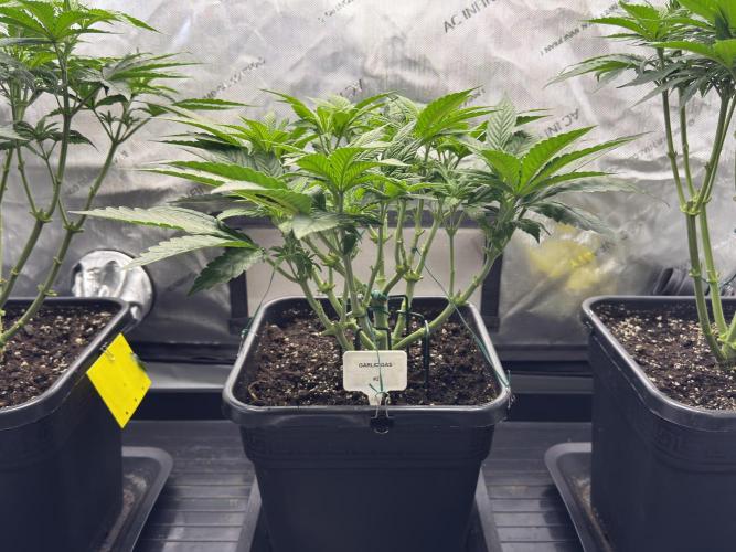 Garlic Gas ⛽️ fem - Sensi Seeds. Week 6 - GG #2 - Day 46 Veg Week 6/7