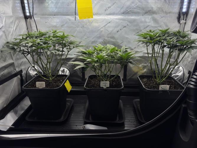 Garlic Gas ⛽️ fem - Sensi Seeds. Week 6 - GG #3 / GG #2 / Choco Rainbow XXL - Day 46 Veg Week 6/7