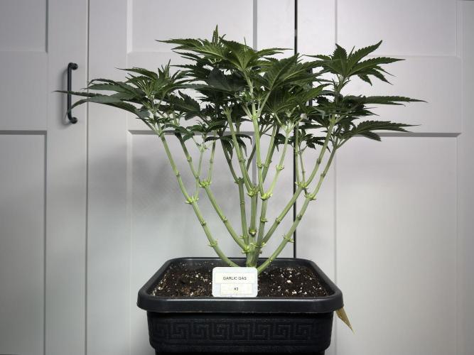 Garlic Gas ⛽️ fem - Sensi Seeds. Week 6 - GG #3 - Day 46 Veg Week 6/7