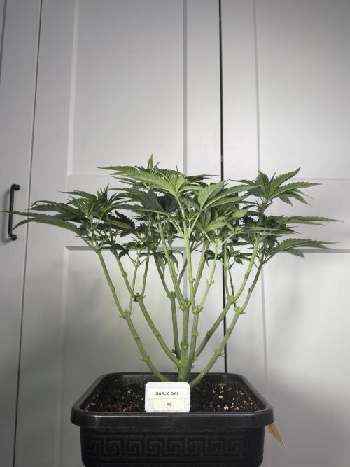 Garlic Gas ⛽️ fem - Sensi Seeds. Week 6 - GG #3 - Day 46 Veg Week 6/7