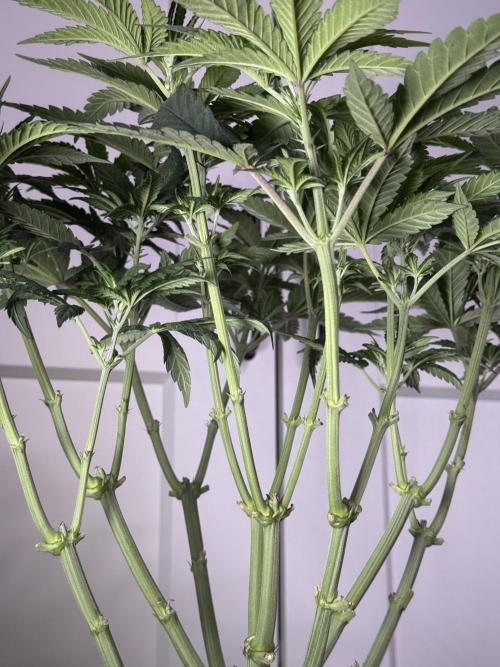 Garlic Gas ⛽️ fem - Sensi Seeds. Week 6 - GG #3 - Day 46 Veg Week 6/7