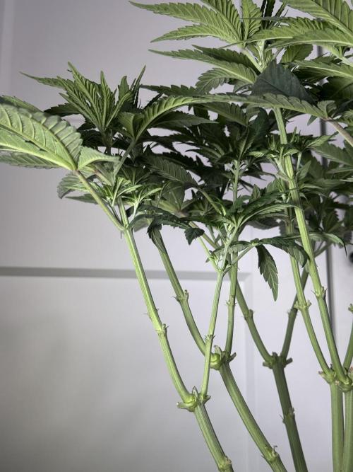 Garlic Gas ⛽️ fem - Sensi Seeds. Week 6 - GG #3 - Day 46 Veg Week 6/7