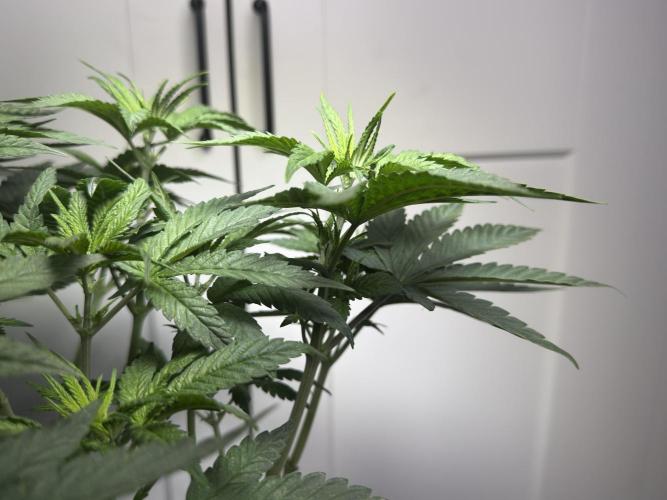 Garlic Gas ⛽️ fem - Sensi Seeds. Week 6 - GG #3 - Day 46 Veg Week 6/7