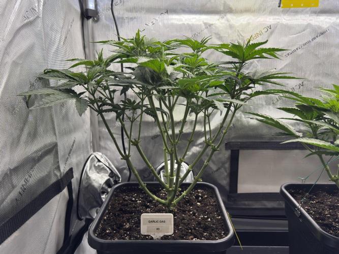 Garlic Gas ⛽️ fem - Sensi Seeds. Week 6 - GG #3 - Day 46 Veg Week 6/7