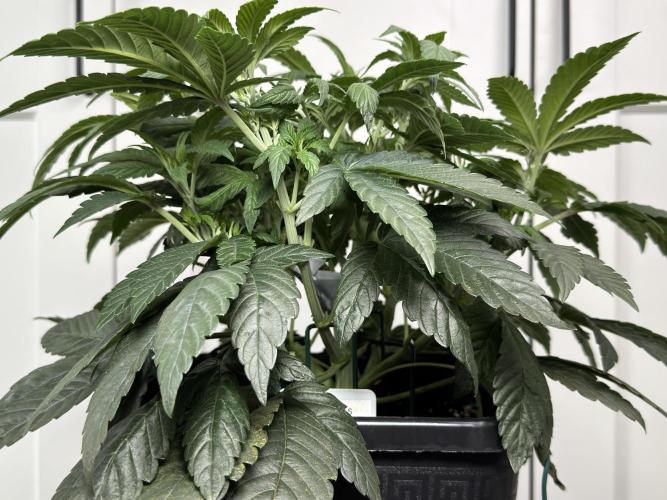 Garlic Gas ⛽️ fem - Sensi Seeds. Week 6 - GG #2 - Before Lollipopping - Day 44 Veg Week 6/7