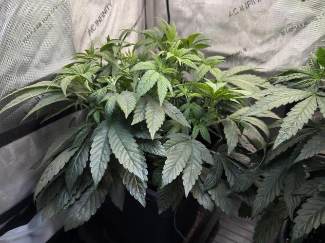 Garlic Gas ⛽️ fem - Sensi Seeds. Week 6 - GG #2 - Before Lollipopping - Day 44 Veg Week 6/7