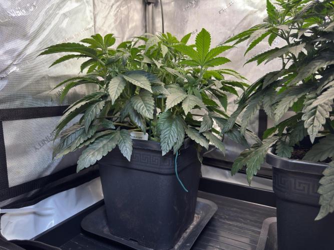 Garlic Gas ⛽️ fem - Sensi Seeds. Week 6 - GG #2 - Before Lollipopping - Day 44 Veg Week 6/7