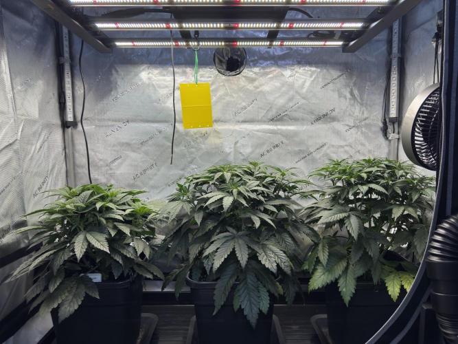 Garlic Gas ⛽️ fem - Sensi Seeds. Week 6 - Before Lollipopping - Day 44 Veg Week 6/7