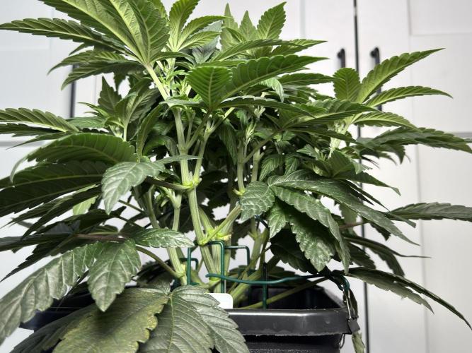 Garlic Gas ⛽️ fem - Sensi Seeds. Week 6 - GG #2 - Before Lollipopping - Day 44 Veg Week 6/7