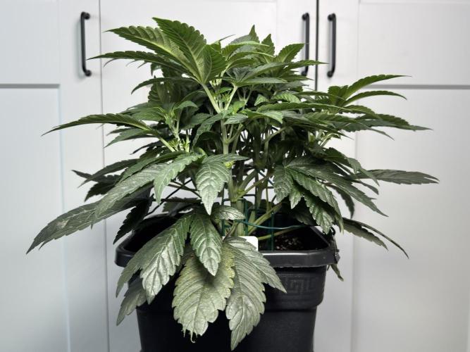 Garlic Gas ⛽️ fem - Sensi Seeds. Week 6 - GG #2 - Before Lollipopping - Day 44 Veg Week 6/7