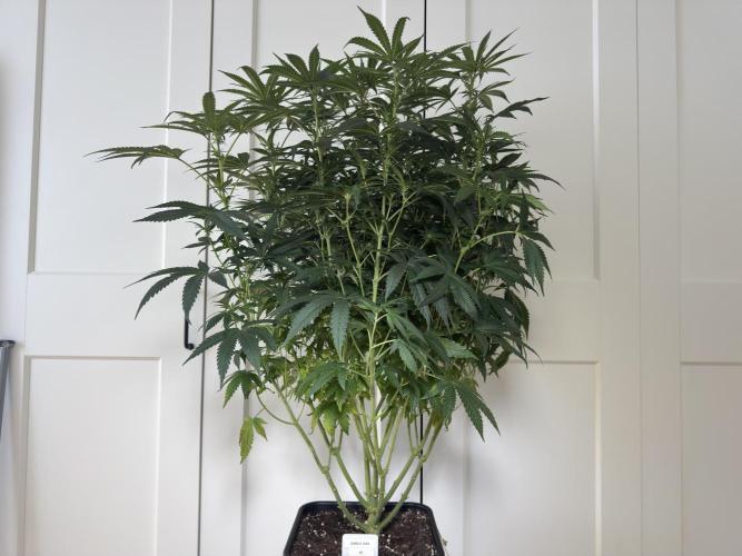 Garlic Gas ⛽️ fem - Sensi Seeds. Week 10 - Before lollipopping - GG #2 - flower day 25