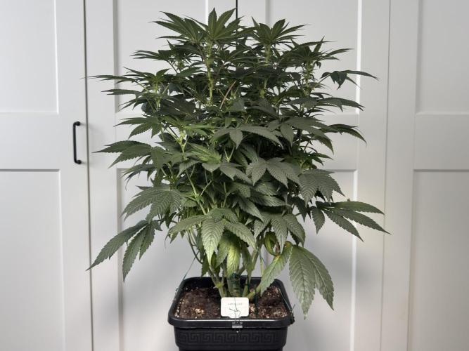 Garlic Gas ⛽️ fem - Sensi Seeds. Week 10 - Before lollipopping - GG #3 - flower day 25