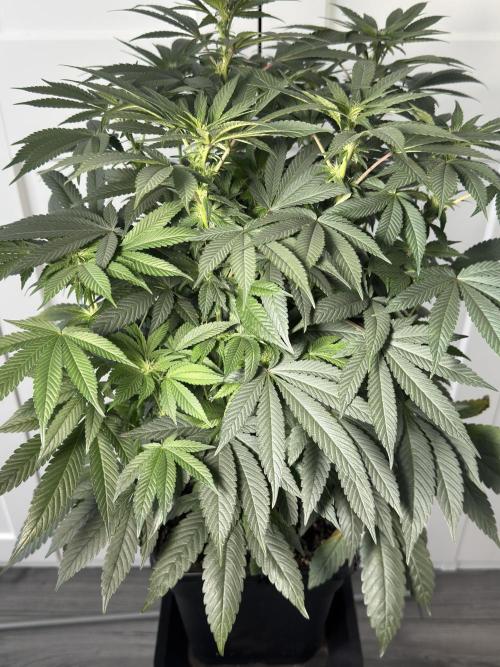 Garlic Gas ⛽️ fem - Sensi Seeds. Week 10 - Before lollipopping - GG #3 - flower day 25
