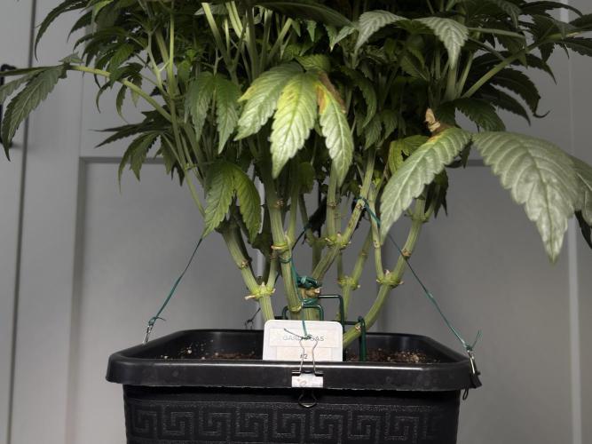 Garlic Gas ⛽️ fem - Sensi Seeds. Week 10 - Before lollipopping - GG #3 - flower day 25