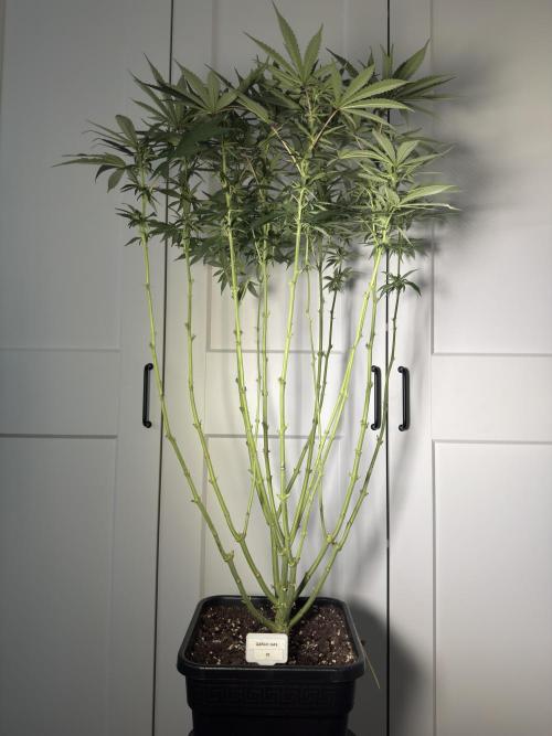 Garlic Gas ⛽️ fem - Sensi Seeds. Week 10 - After lollipopping - GG #2 - flower day 28