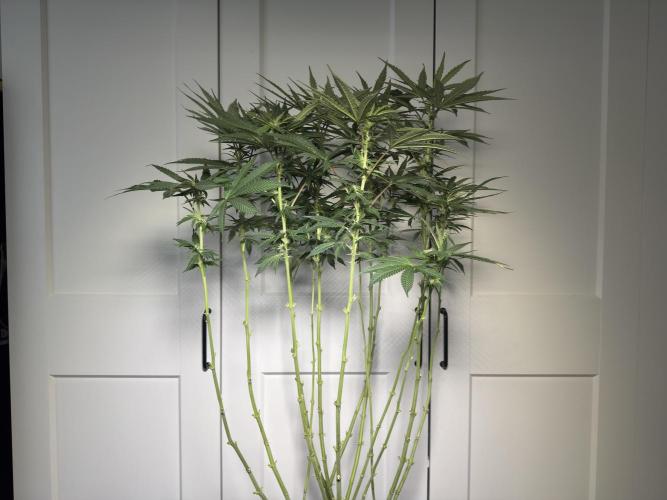 Garlic Gas ⛽️ fem - Sensi Seeds. Week 10 - After lollipopping - GG #2 - flower day 28
