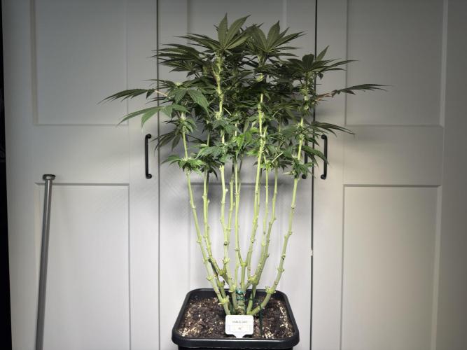 Garlic Gas ⛽️ fem - Sensi Seeds. Week 10 - After lollipopping - GG #3 - flower day 28