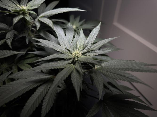 Garlic Gas ⛽️ fem - Sensi Seeds. Week 10 - GG #3 - flower day 28