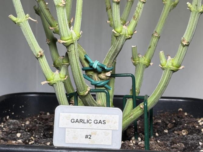 Garlic Gas ⛽️ fem - Sensi Seeds. Week 10 - GG #3 - flower day 28