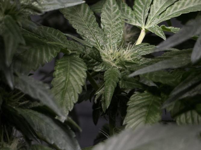 Garlic Gas ⛽️ fem - Sensi Seeds. Week 10 - GG #3 - flower day 28