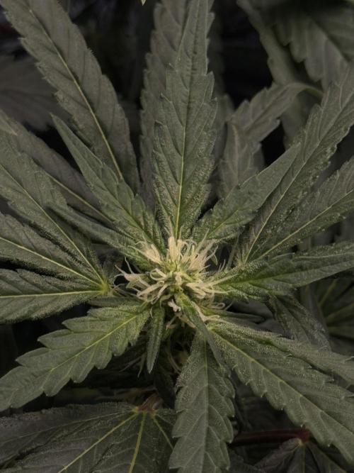 Garlic Gas ⛽️ fem - Sensi Seeds. Week 10 - GG #3 - flower day 28