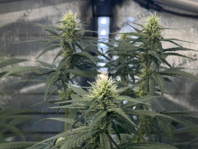 Garlic Gas ⛽️ fem - Sensi Seeds. Week 10 - Chocolate Rainbow XXL - flower day 31