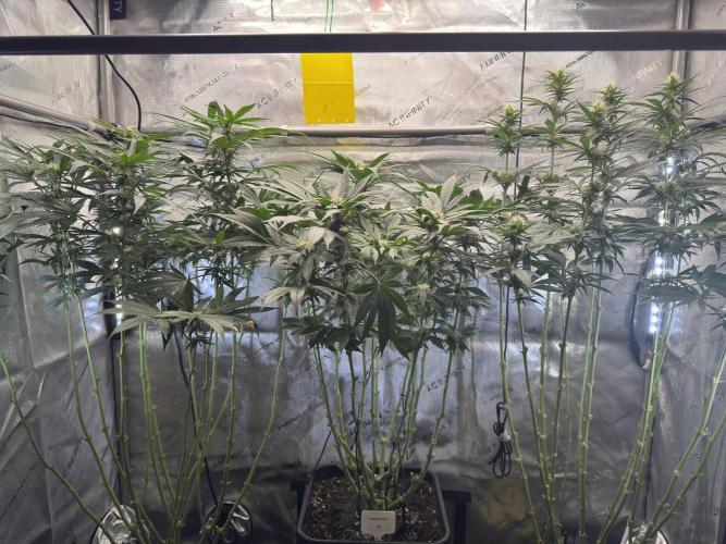 Garlic Gas ⛽️ fem - Sensi Seeds. Week 10 - GG #2 / GG #3 / Choco Rainbow XXL - flower day 31