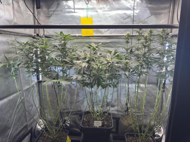 Garlic Gas ⛽️ fem - Sensi Seeds. Week 10 - GG #2 / GG #3 / Choco Rainbow XXL - flower day 31